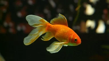 A Common Goldfish Swimming