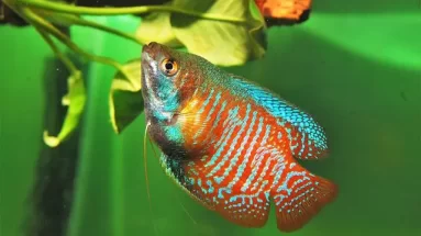 A Gourami swimming. It is red and blue