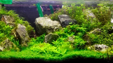 An example of an aquascape with rocks and grass