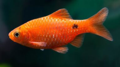 A Rosy Barb swimming, it is bright orange