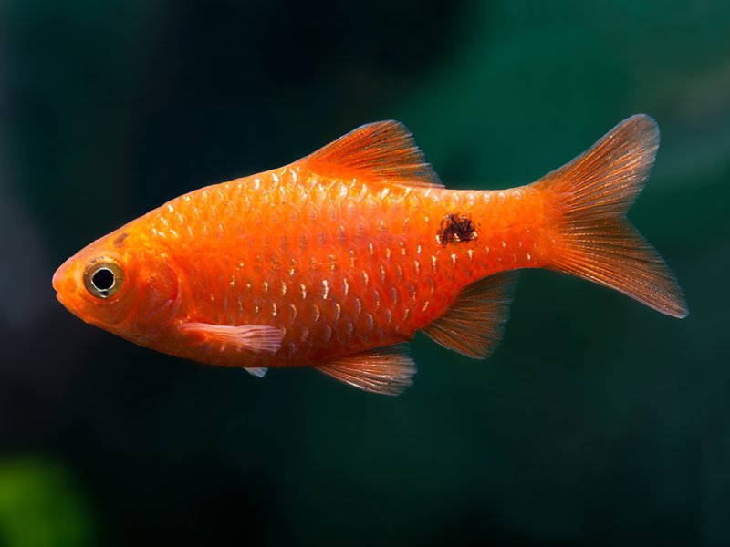 A Rosy Barb swimming, it is bright orange