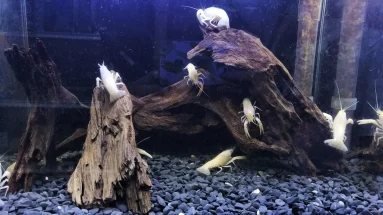 Driftwood in a fish tank