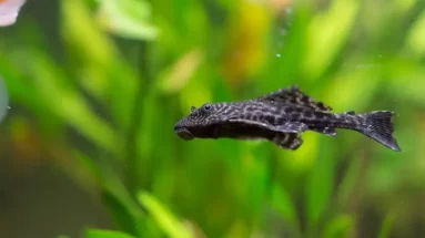 A Pleco fish swimming