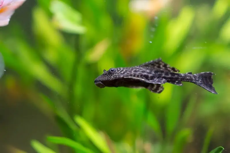 A Pleco fish swimming